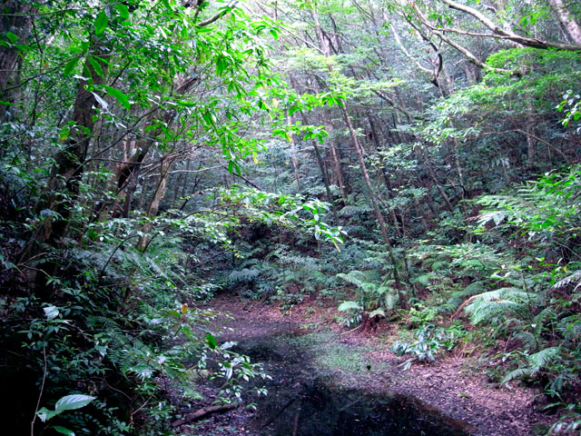 山の中の池