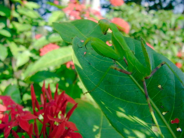 ハラビロカマキリ幼虫（緑色型）