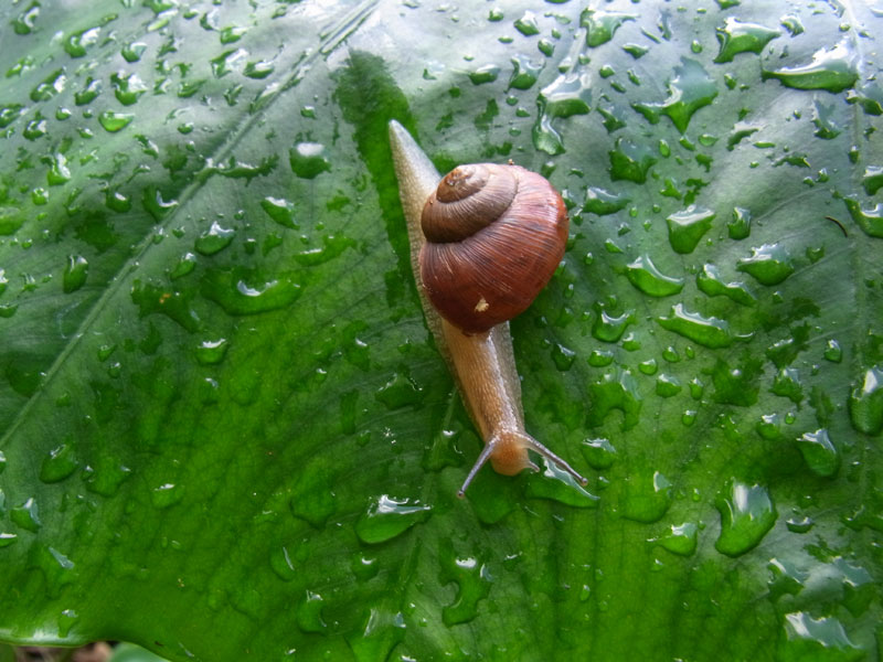 マイマイの一種