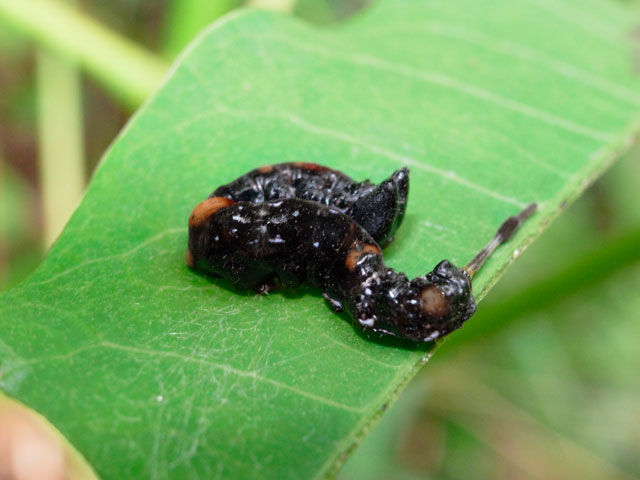 クロモンカギバ幼虫
