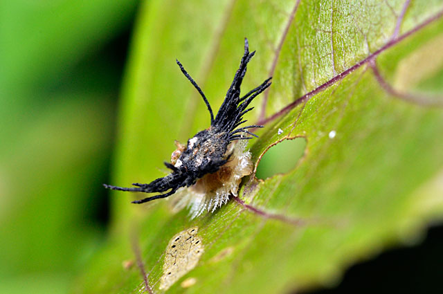 イチモンジカメノコハムシ幼虫摂食