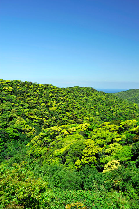 新緑の山原（やんばる）