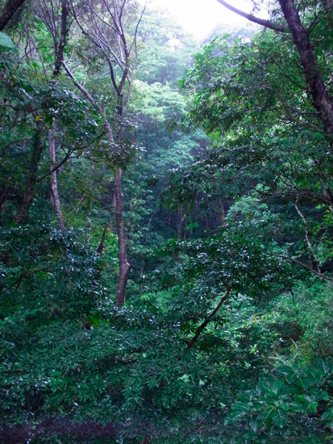 梅雨の森