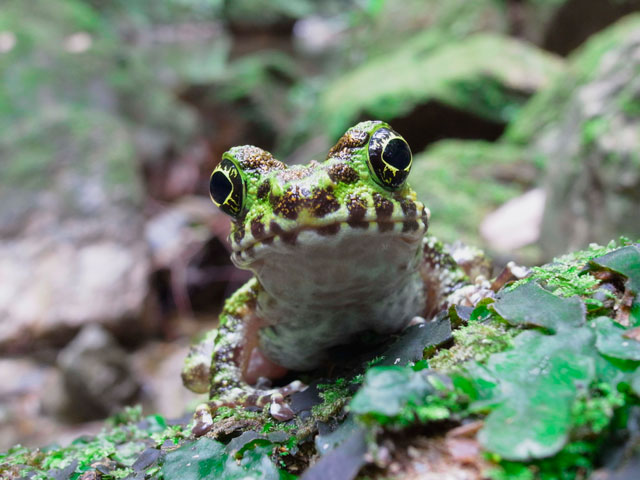 イシカワガエル