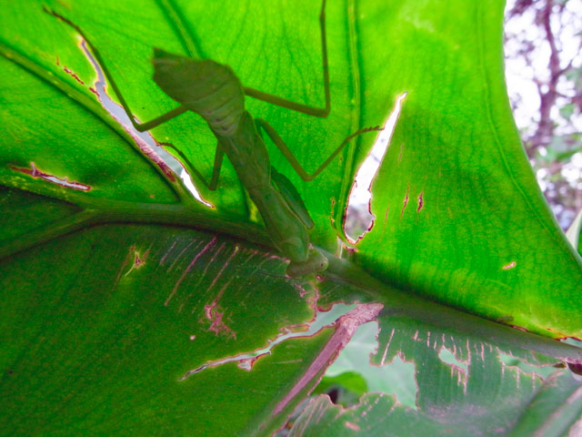 ハラビロカマキリ幼虫