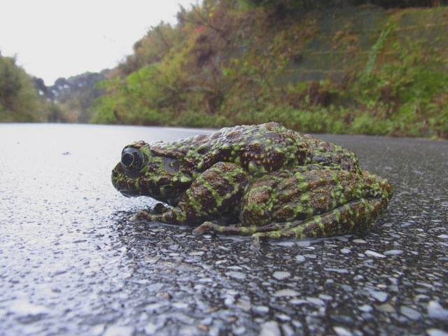 イシカワガエル