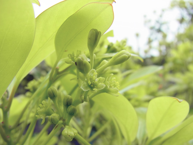 タブノキ花