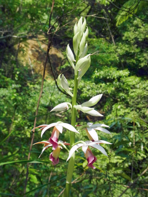 カクチョウラン開花