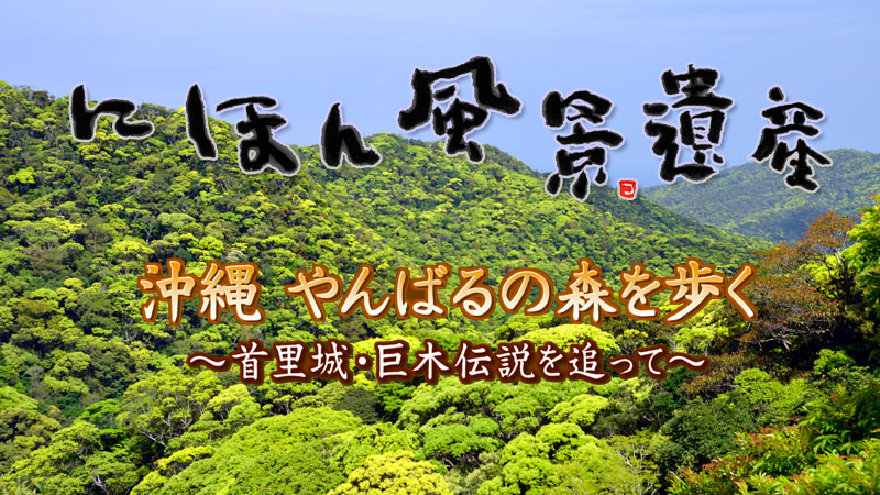 にほん風景遺産〜沖縄　やんばるの森を歩く〜
