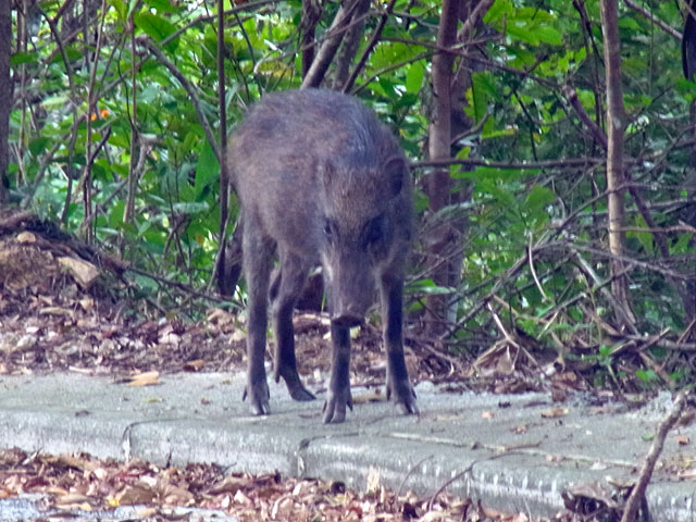 リュウキュウイノシシ