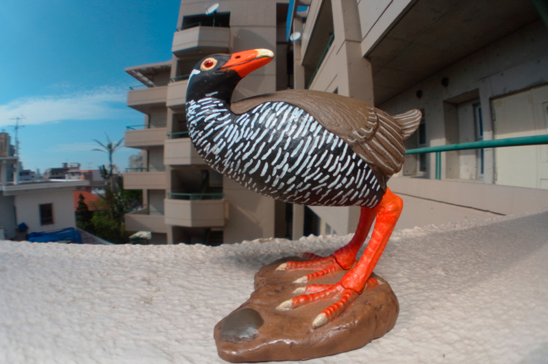 魚露目845テスト撮影