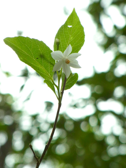 エゴノキ花