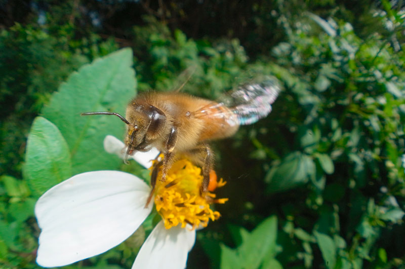 セイヨウミツバチ訪花