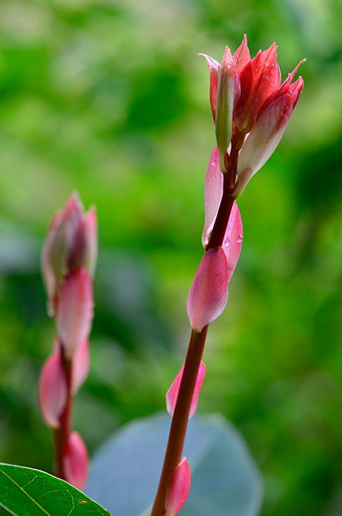 タブノキ芽吹き