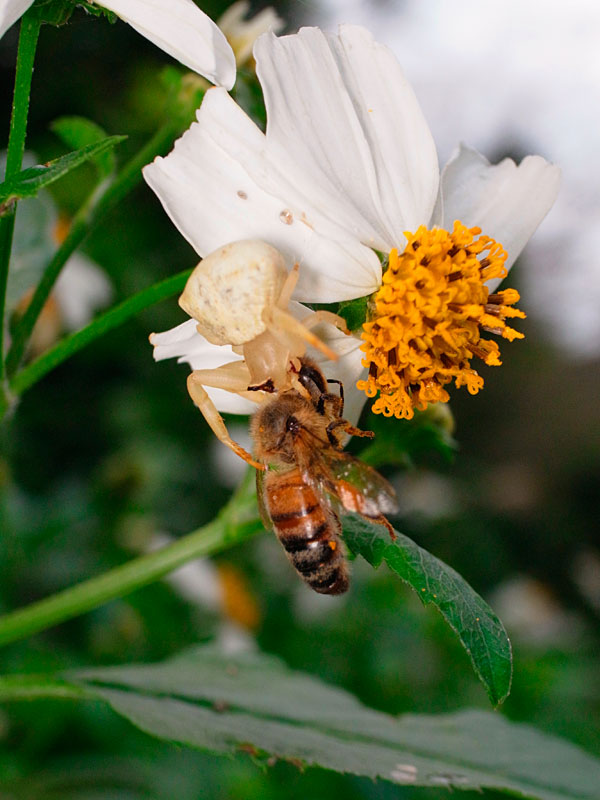 セイヨウミツバチを捕食するアマミアズチグモ