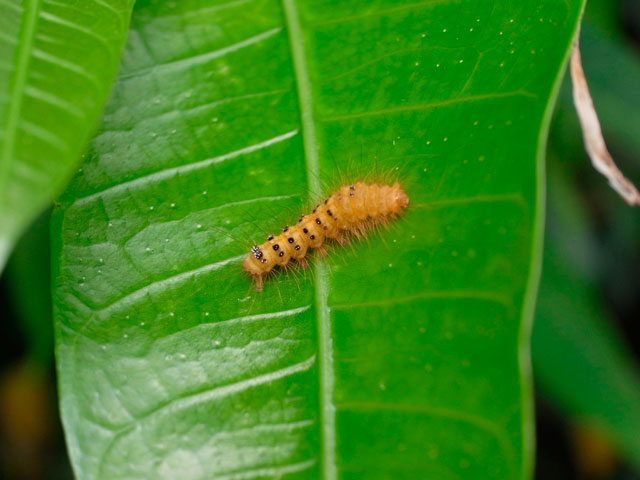 タイワンキドクガ若齢幼虫