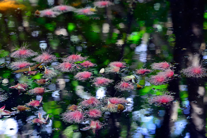 サガリバナ落花