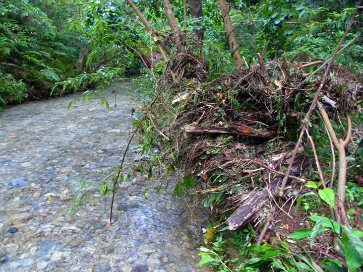 台風後の渓流