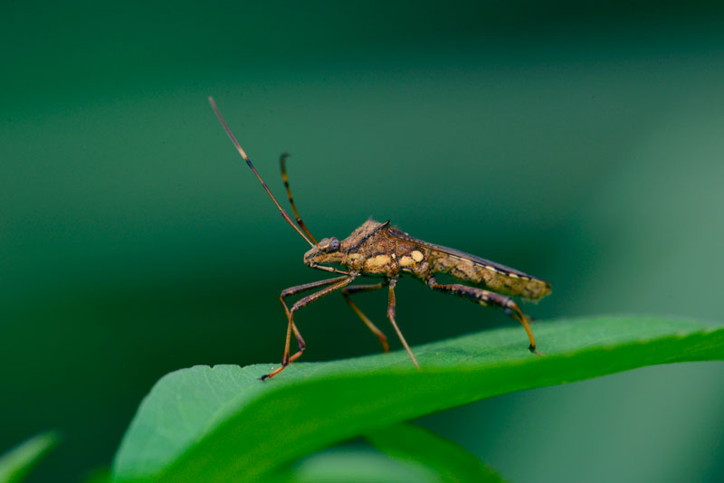 キスジホソヘリカメムシ