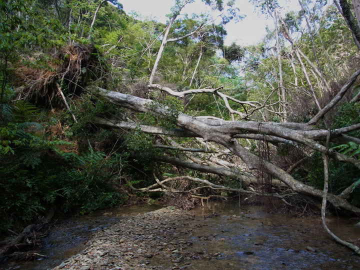 倒木に埋もれた渓流