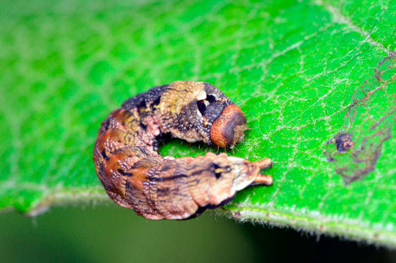 カワムラトガリバ幼虫