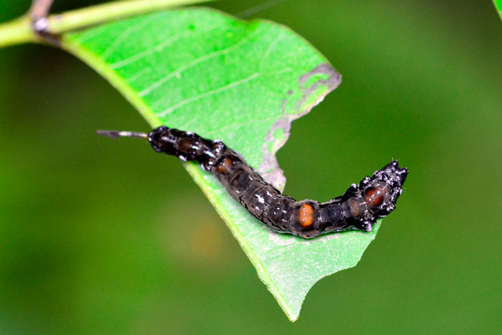 クロモンカギバ幼虫