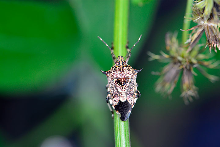 キシモフリクチブトカメムシ