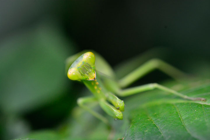 ハラビロカマキリ幼虫