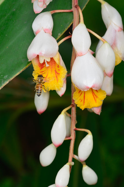 ゲットウに訪花したセイヨウミツバチ