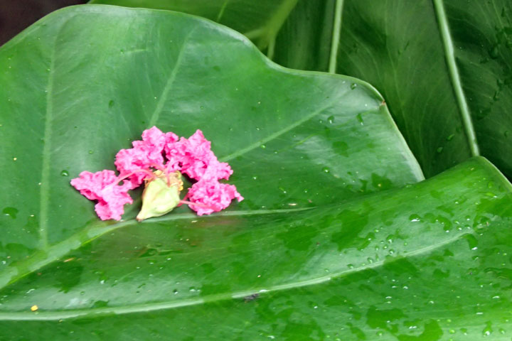 サルスベリの花弁とクワズイモの葉
