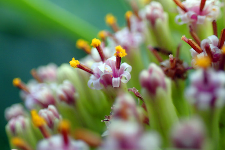 ワダンノキ花