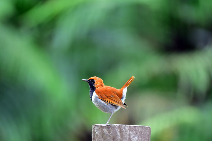 ホントウアカヒゲ雄成鳥