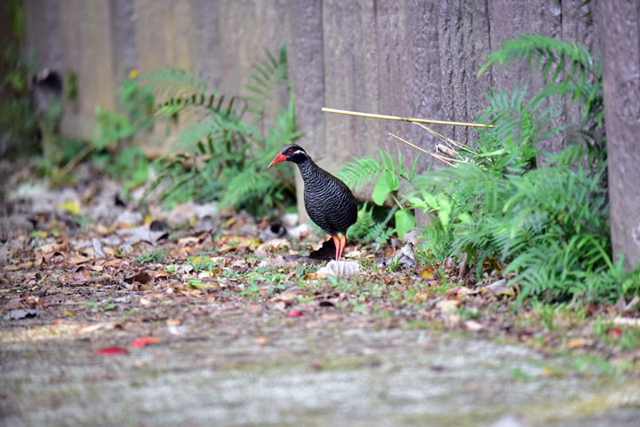 ヤンバルクイナ