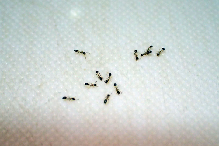 アリの一種