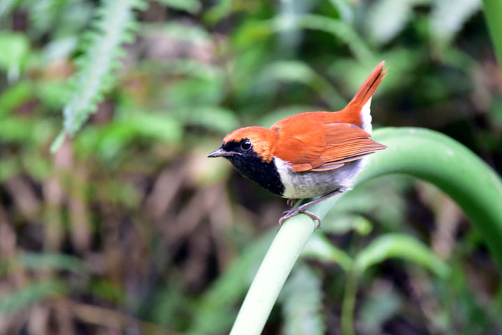 ホントウアカヒゲ雄