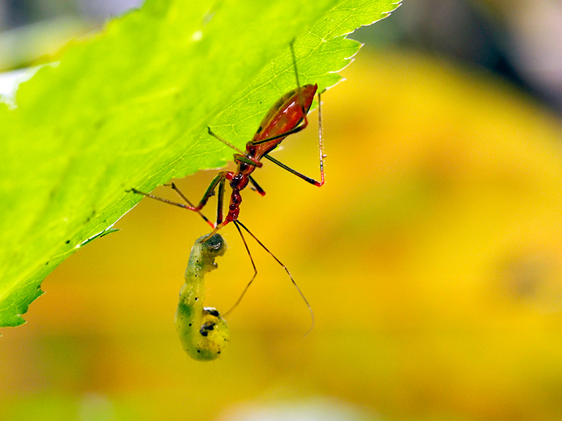 キベリヒゲナガサシガメ幼虫