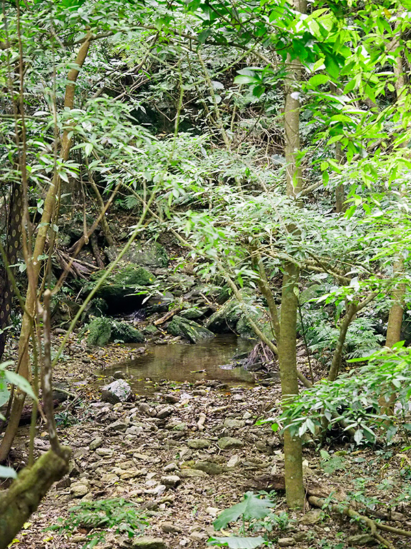 森の中の水系