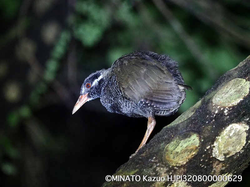 ヤンバルクイナ亜成鳥