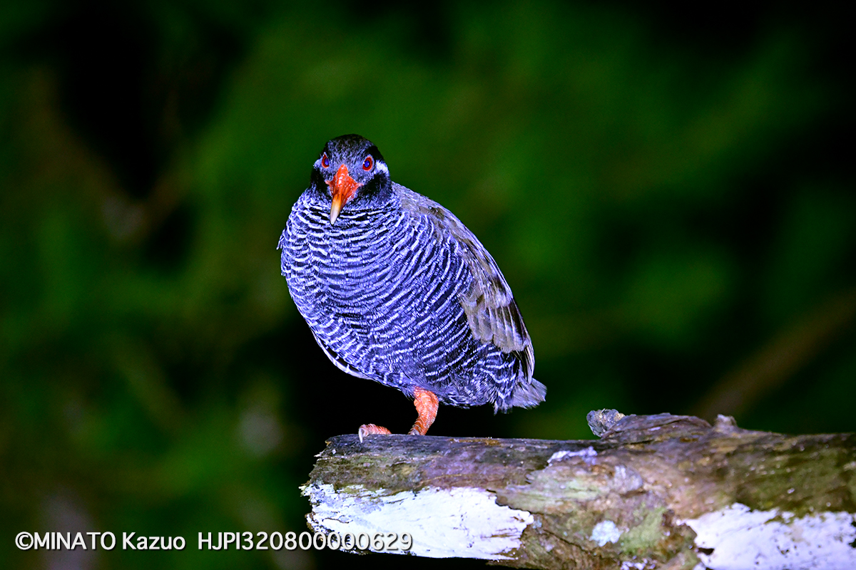 ヤンバルクイナ