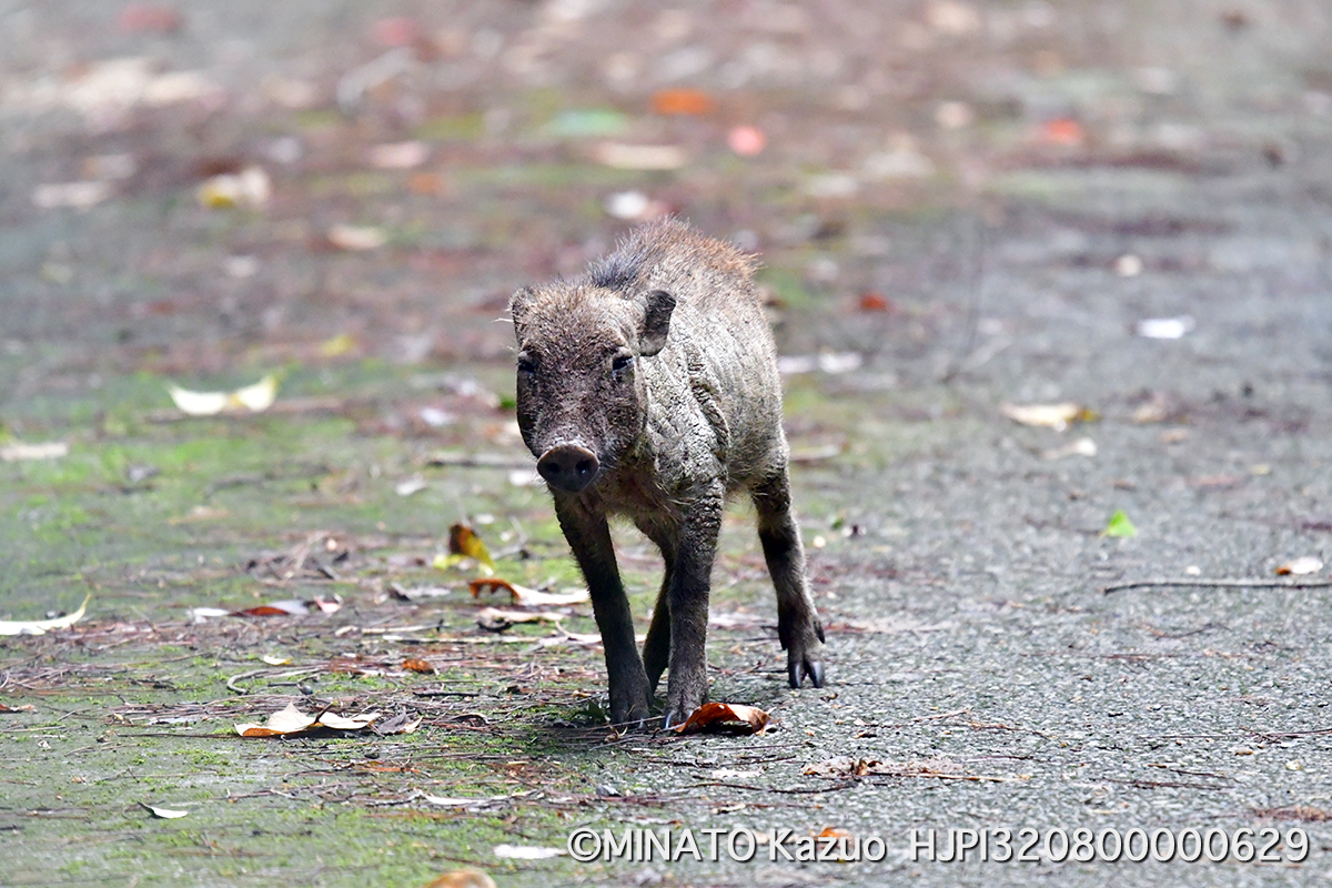 リュウキュウイノシシ幼獣