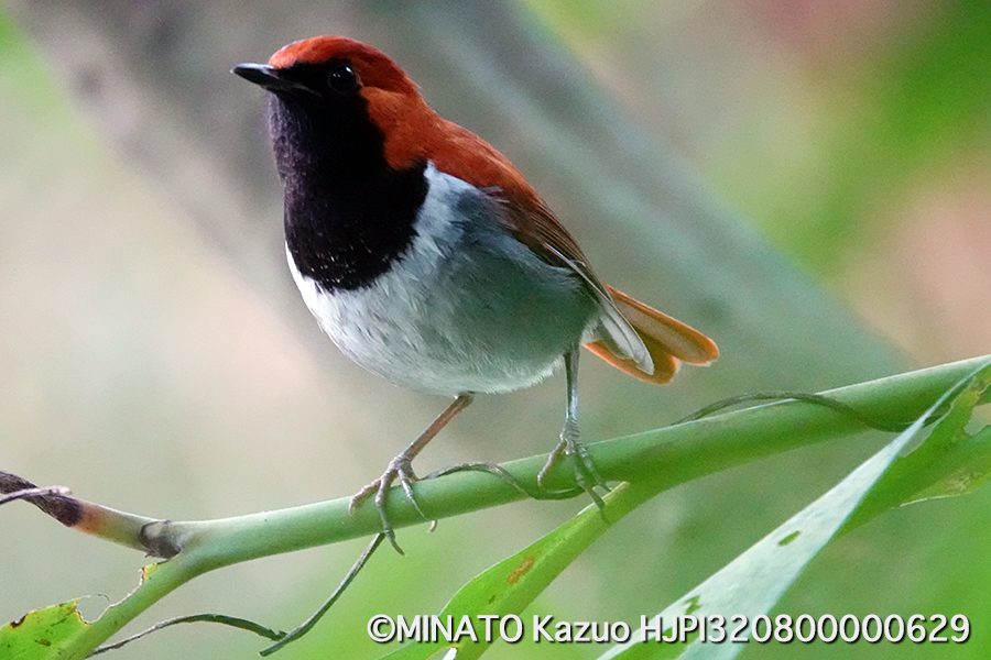 ホントウアカヒゲ雄