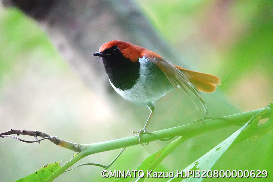 ホントウアカヒゲ雄