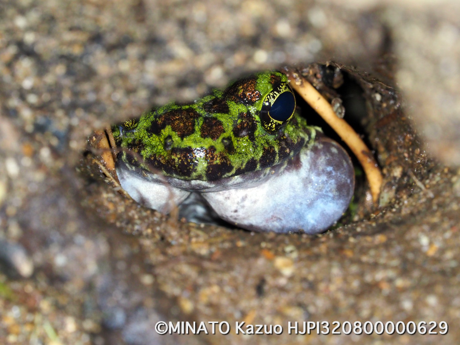 オキナワイシカワガエル