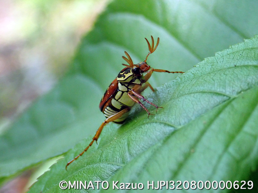 オキナワトラフハナムグリ褐色型雄