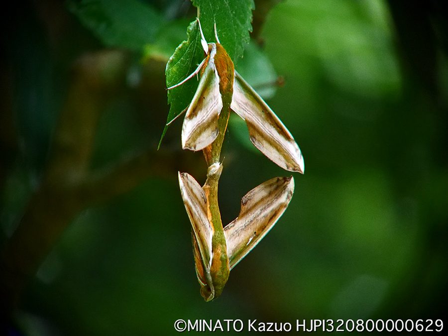 キイロスズメ