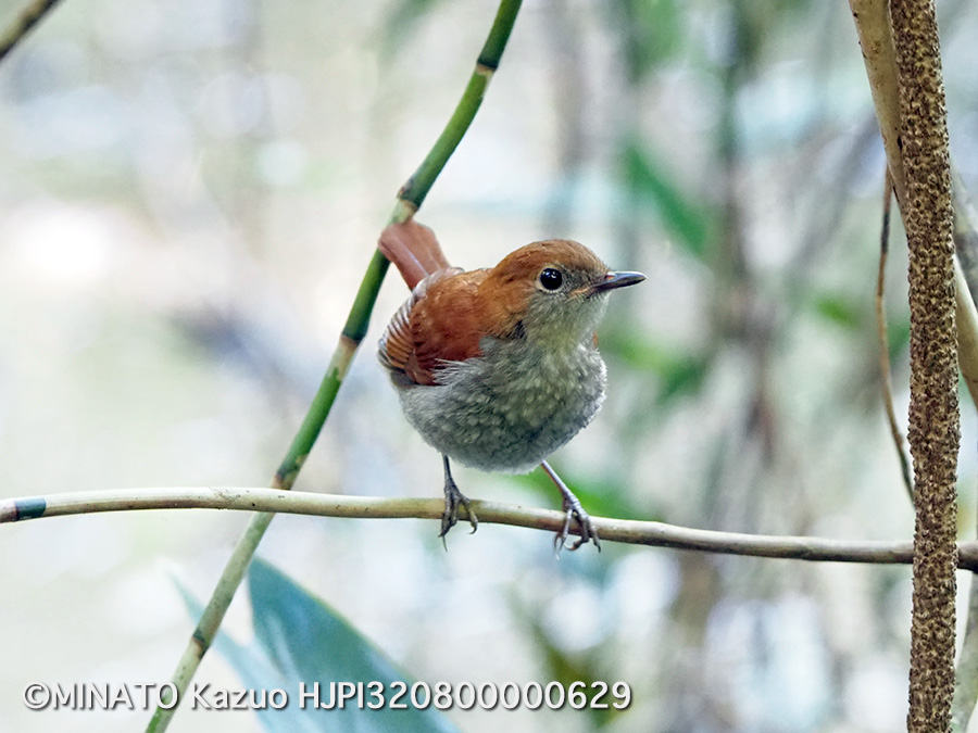 ホントウアカヒゲ幼鳥