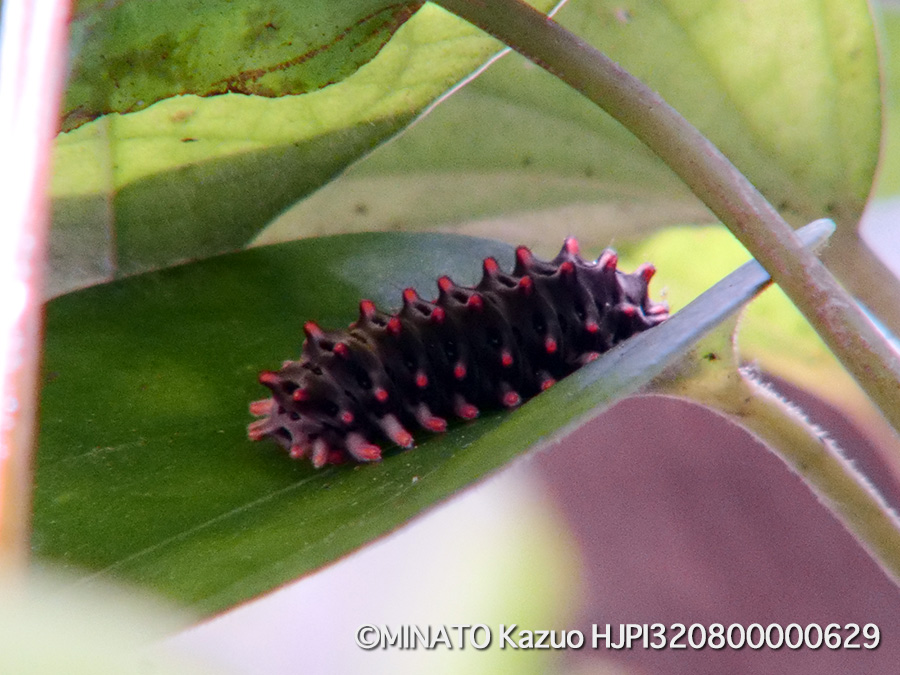 クロツバメ幼虫