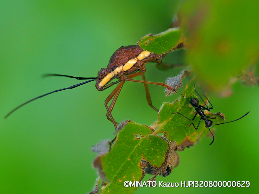 キスジホソヘリカメムシ