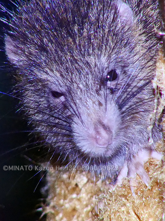 ケナガネズミ