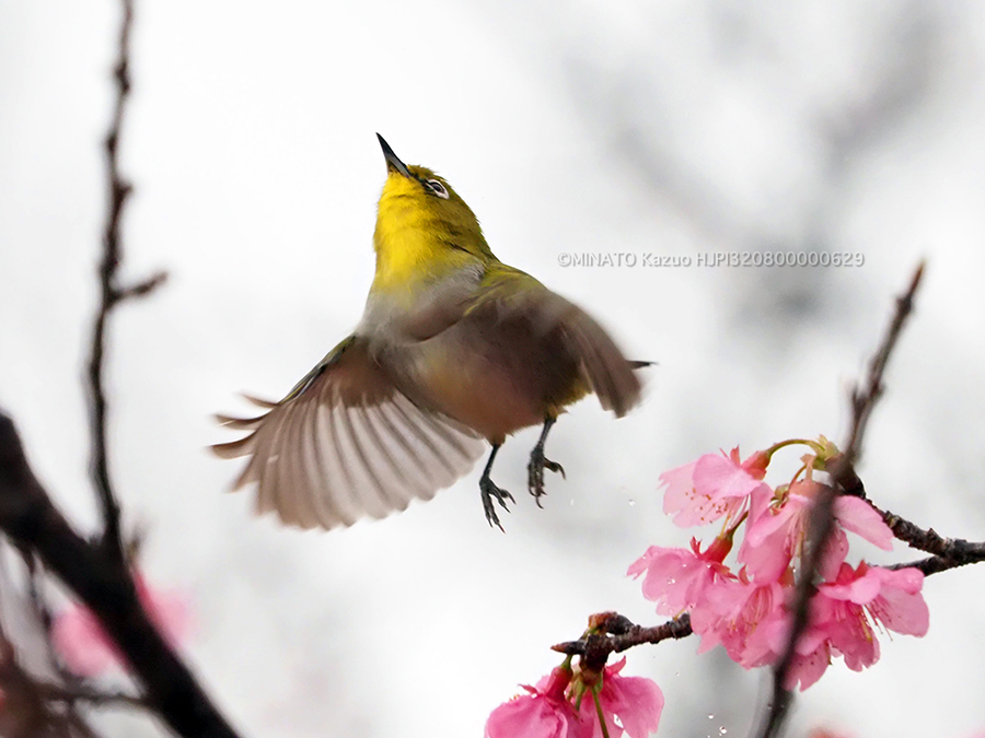 リュウキュウメジロ